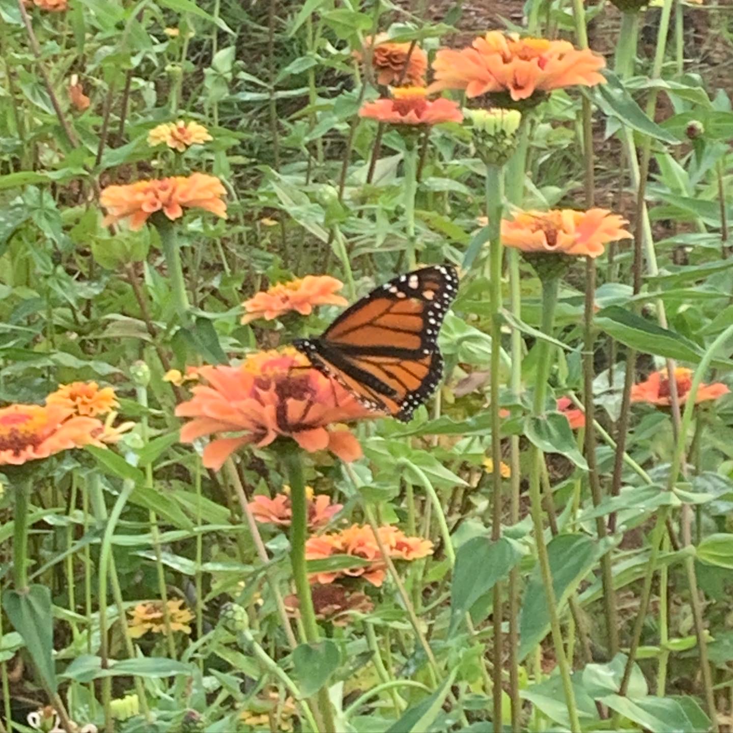 Attract Butterflies to your Garden