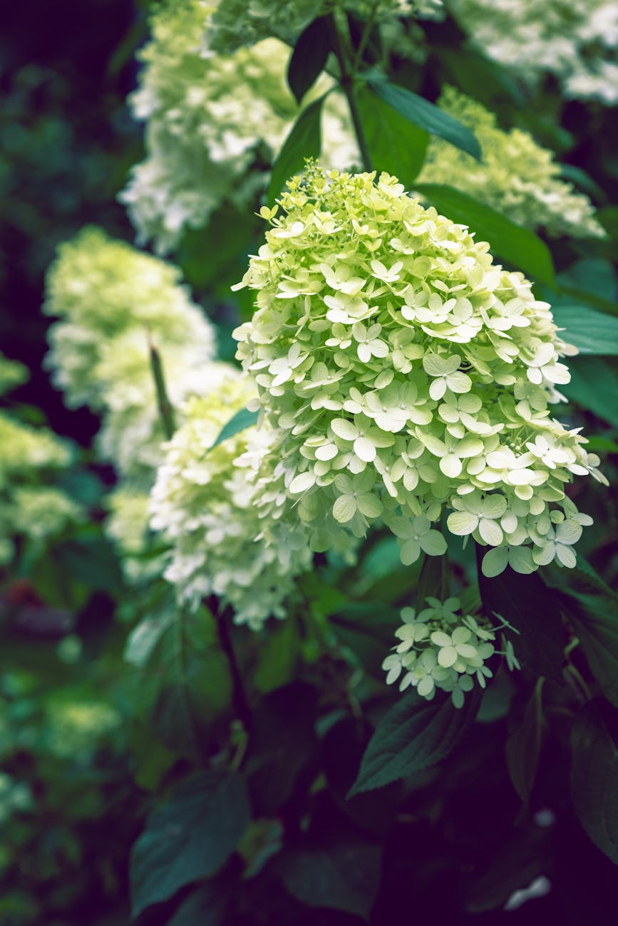Panicle Hydrangeas
